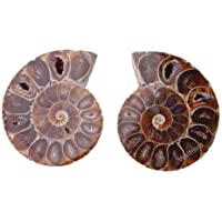 Los mejores  - 2pcs Fósil de Amonita Espécimen de Amononita Piedras Naturales y Minerales para Educación Básica de Ciencias Biológicas…